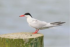 Common Tern